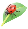 Ladybug