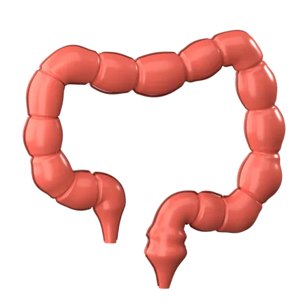 Large Intestine 3 D Human Organ Icon 3D Icon