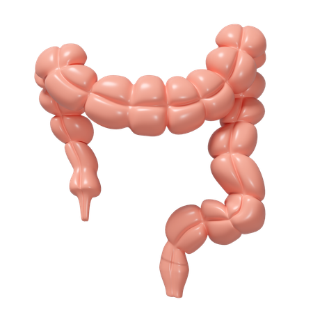 Large Intestine  3D Icon