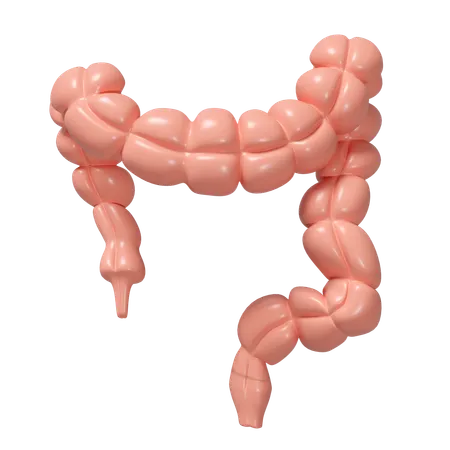Large Intestine  3D Icon