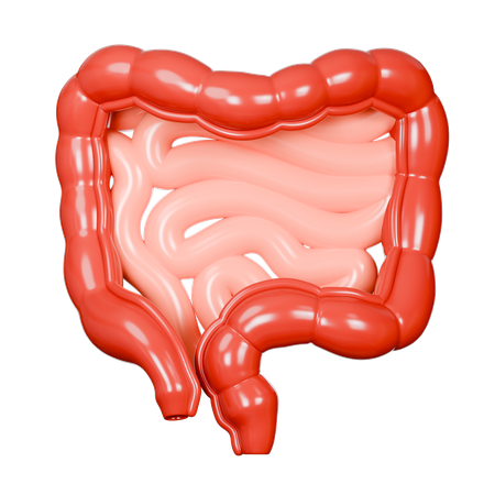 Large Intestine  3D Icon