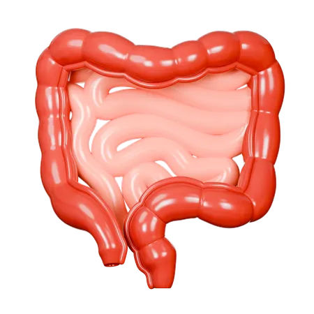 Large Intestine  3D Icon