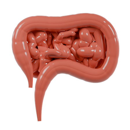 Large Intestine  3D Icon