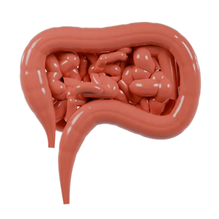 Large Intestine  3D Icon