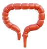 Large Intestine