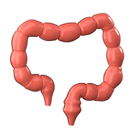 Large Intestine  3D Icon