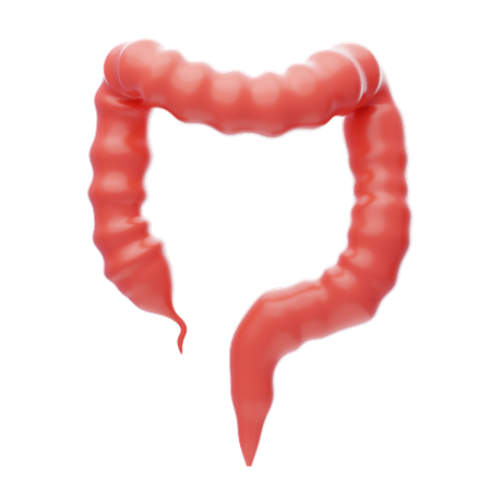 Large Intestine  3D Icon