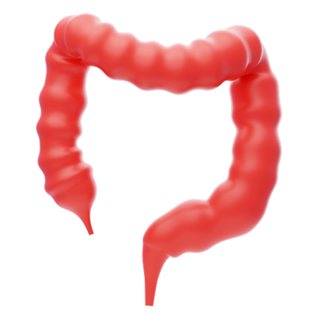 Large Intestine  3D Icon