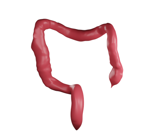 Large Intestine  3D Illustration