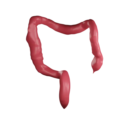 Large Intestine  3D Illustration