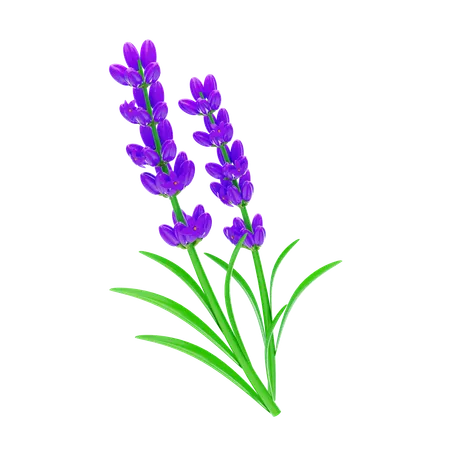 Lavanda  3D Icon