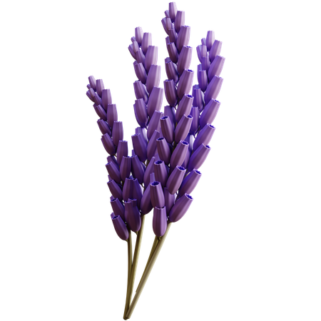 Lavanda  3D Icon