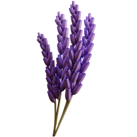 Lavanda  3D Icon