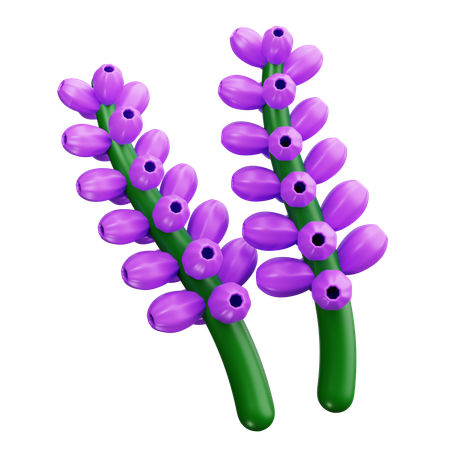 Lavanda  3D Icon