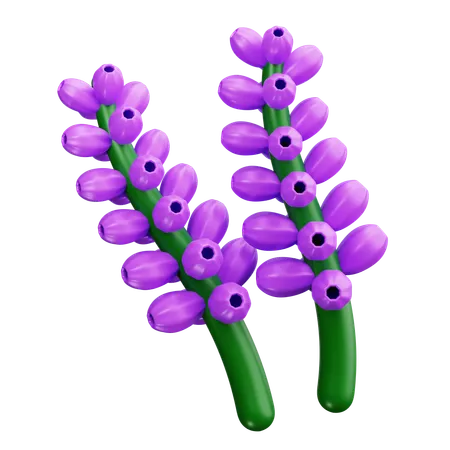 Lavanda  3D Icon