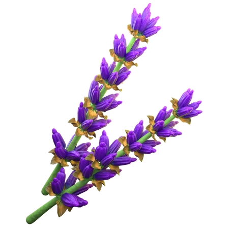 Lavanda  3D Icon