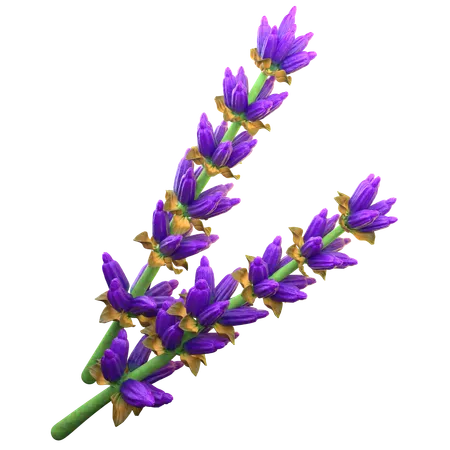 Lavanda  3D Icon