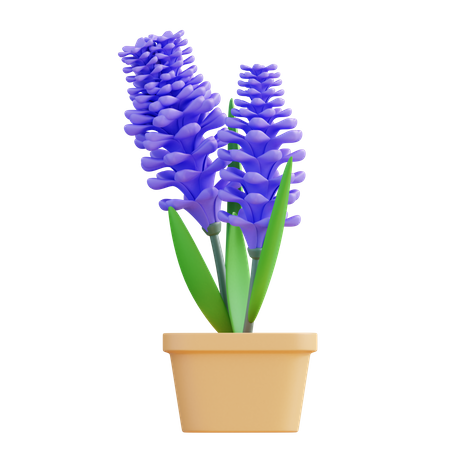 Lavanda  3D Icon