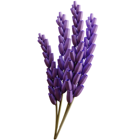 Lavendel  3D Icon