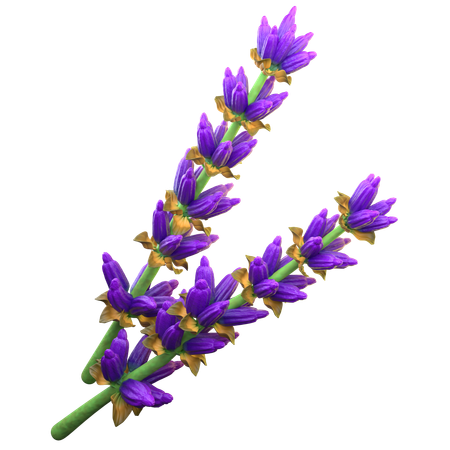 Lavendel  3D Icon