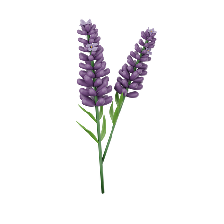 Lavendel  3D Icon