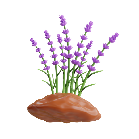 Lavendelpflanze  3D Icon