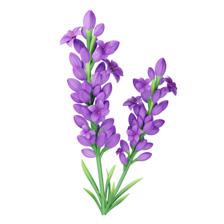 Lavender  3D Icon