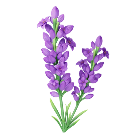 Lavender  3D Icon