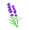 Lavender