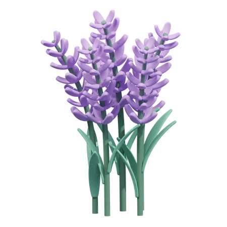Lavender Flower  3D Icon