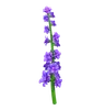 Lavender Flower