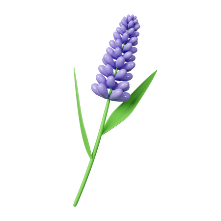 Lavender Flowers  3D Icon