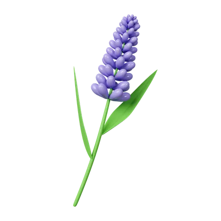 Lavender Flowers Icon Isolated On White Background 3 D Rendering Illustration Clipping Path 3D Icon