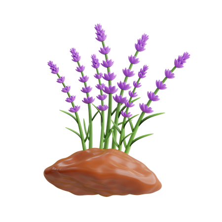 Lavender Plant  3D Icon