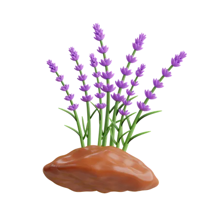 Lavender Plant  3D Icon