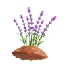 Lavender Plant