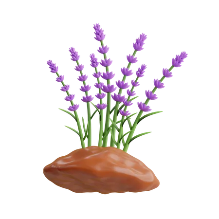 Lavender Plant  3D Icon