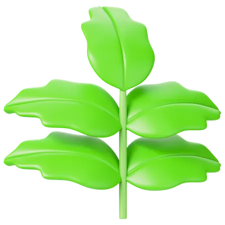 Leaf  3D Icon