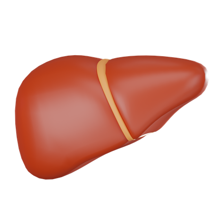 Leber  3D Icon