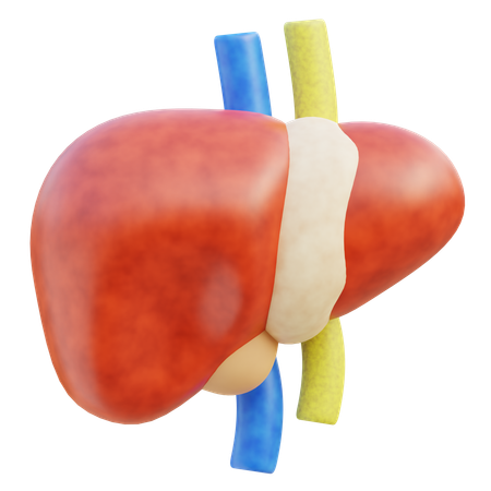 Leber  3D Icon