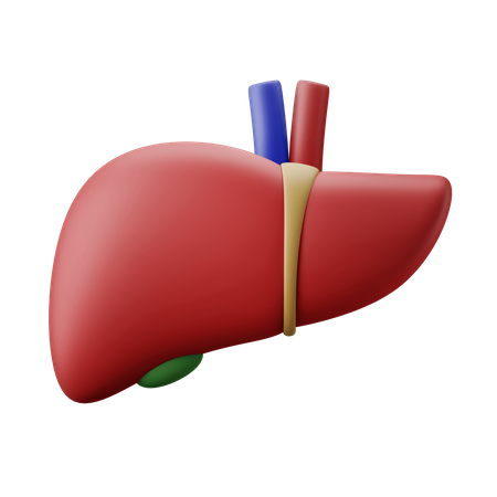 Leberorgan  3D Illustration