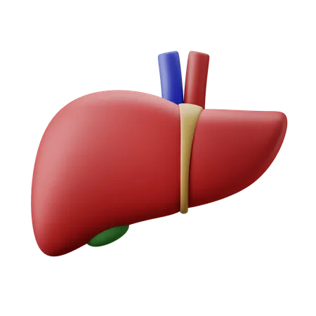 Leberorgan  3D Illustration