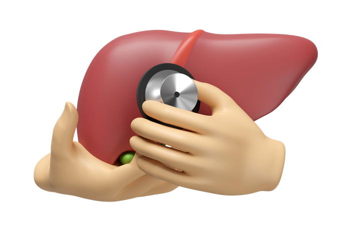 Leber überprüfen  3D Icon