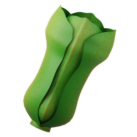 Lechuga  3D Icon