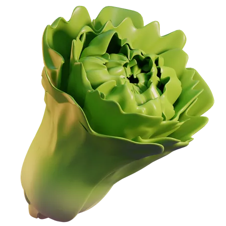 Lettuce  3D Icon