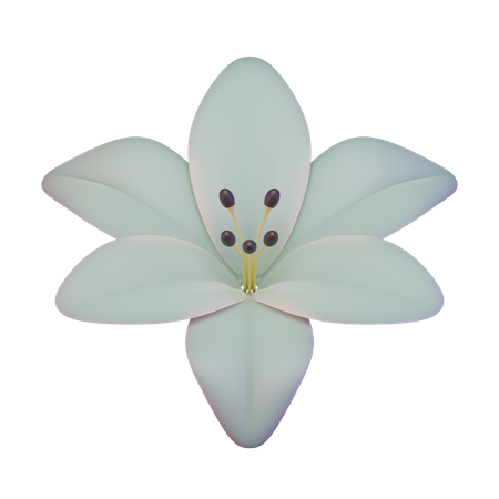 Lily  3D Illustration