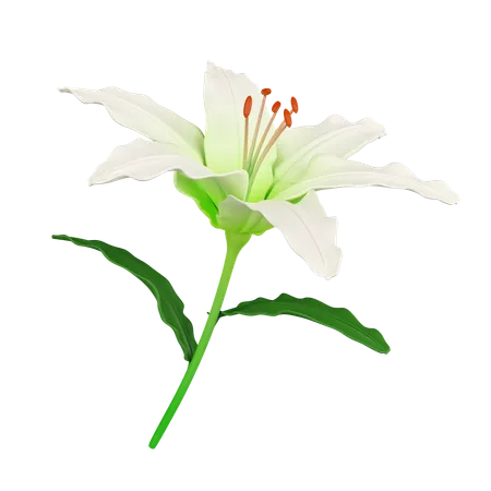 3 D Lily Icon Isolated On White Background 3 D Rendering Illustration Clipping Path 3D Icon
