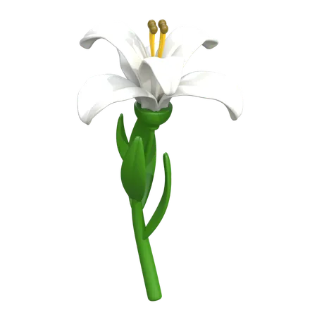 Lily Flower 3 D Icon 3D Icon