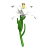 Lily Flower