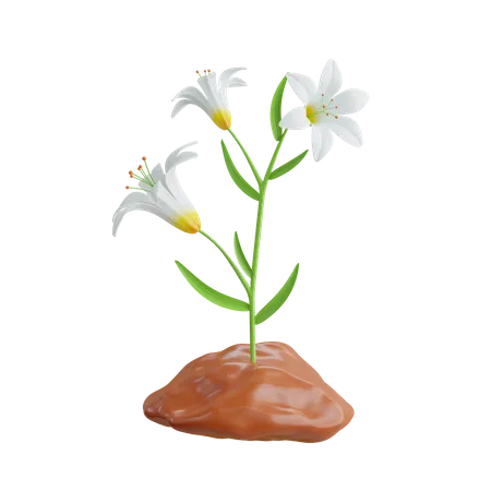 Lily Plant  3D Icon